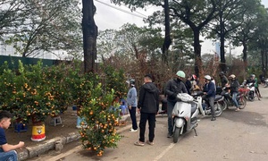 Chở đào quất cồng kềnh dịp Tết có thể bị xử phạt đến 14 triệu đồng