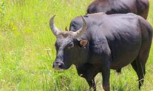 Ngắm đàn bò tót lai vạm vỡ sẵn sàng đón khách du xuân giữa núi rừng Khánh Hòa