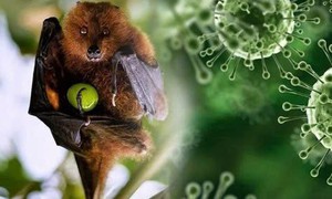 Ấn Độ ghi nhận ca tử vong do virus Nipah