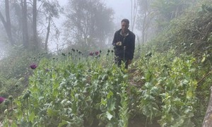 Vườn cây thuốc phiện nằm lẫn nương ngô trong rừng sâu