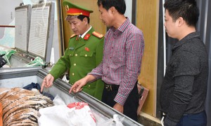 Đột kích hầm ngầm kiên cố, thu giữ hai cá thể hổ quý hiếm