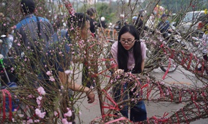 Người dân háo hức đi săn đào quất "đồng giá'