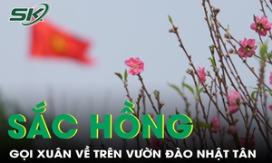 Sắc hồng gọi xuân về trên vườn đào Nhật Tân