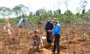 Đào Buôn Hồ vào vụ Tết: Hoa đẹp, thương lái đặt cọc sớm