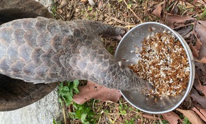 Video: Bồi bổ đặc biệt cho động vật quý hiếm