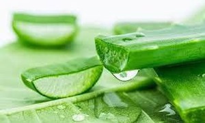 Nguyên liệu nào có thể kết hợp với nha đam để giảm mụn và phục hồi da?