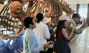 Nườm nượp người đi xem bộ xương động vật quý hiếm khổng lồ ở Khánh Hòa