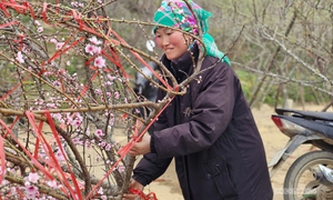 Nhịp xuân trên chợ đào đá Sa Pa