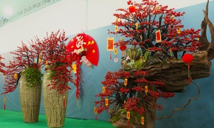 Tết Bính Ngọ: Đào đông nhập khẩu giá 'bỏng tay', người chơi tò mò