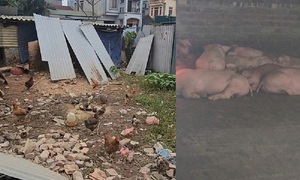 Hà Nội: Người dân xã Phù Đổng khổ vì mùi hôi từ chuồng lợn sát khu dân cư