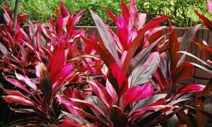 5 bài thuốc trị bệnh từ lá huyết dụ