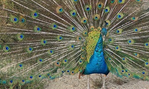 Hình ảnh thú vị về động vật quý hiếm tại nơi ‘hồi sinh’