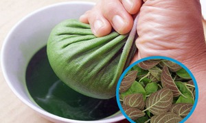 9 bài thuốc từ lá mơ lông (mơ tam thể)