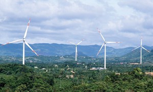 Công ty Cổ phần Tân Hoàn Cầu Bến Tre bị xử phạt 100 triệu đồng