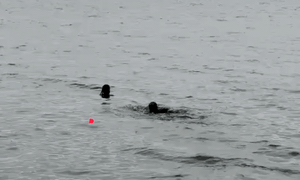 Hà Nội: Cảnh sát bơi ra Hồ Tây cứu thanh niên gặp nguy hiểm