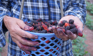 Rộn ràng mùa dâu tằm chín khiến bao người xao động ở vùng ngoại thành Hà Nội