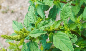 Công dụng chữa bệnh của cây rau dền gai