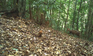 Ngắm những loài động vật quý hiếm ghi nhận qua bẫy ảnh tại Vườn quốc gia Bạch Mã