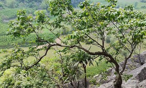 Cơn sốt cây Muội Hồng: Từ loài cây trên vách đá đến thú chơi ở bàn trà