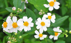 Tác dụng bất ngờ của loài hoa mọc dại ven đường