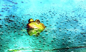 Lạm dụng AI có thể biến con người thành 'ếch luộc'