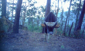 Phát hiện nhiều cá thể động vật quý hiếm xuất hiện tại vườn quốc gia ở Khánh Hòa