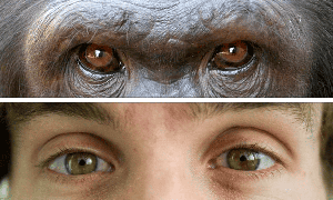 Tại sao con người có màu mắt khác các loài linh trưởng còn lại?