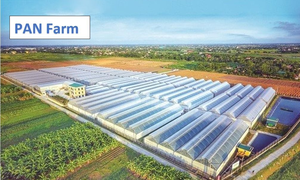 Cổ phiếu PAN đang ở mức giá hấp dẫn