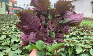 6 nhóm người không nên ăn lá tía tô