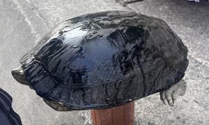 Mua rùa nuôi là tiếp tay cho hoạt động săn bắt trái phép