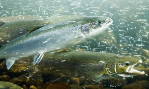 Phản ứng bất ngờ của cá hồi khi 'phê' cocaine