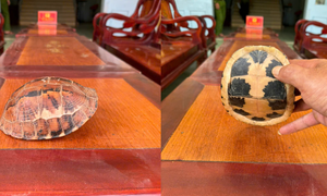 Phát hiện động vật quý hiếm bò giữa đường, nhóm học sinh giao nộp cơ quan chức năng