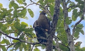 Hình ảnh ấn tượng về động vật quý hiếm khi được thả về rừng