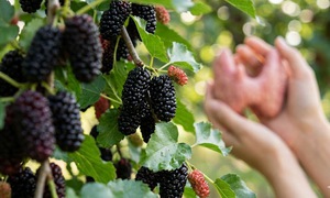 4 lý do người bệnh tuyến giáp nên ăn quả dâu tằm