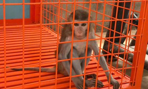 Phú Thọ: Khỉ vàng quý hiếm bị nhốt trong nhà dân nhiều năm