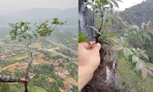 Cây muội hồng đang được săn lùng làm cảnh có gì đặc biệt?