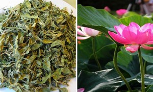 Lá sen, vị thuốc quý trong mùa hè