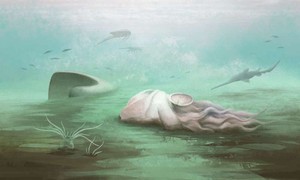 Sự thật gây sốc về kỷ lục hóa thạch bạch tuộc 'cổ nhất thế giới'