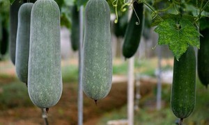 Bí xanh ngon, bổ dưỡng nhưng 4 nhóm người nên tránh