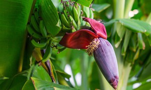 7 lý do nên ăn hoa chuối