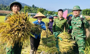 Công an, bộ đội dầm mưa giúp dân cứu lúa sau dông lốc ở Nghệ An
