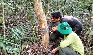 Hé lộ cách đặt bẫy ảnh để ghi hình nhiều loài động vật quý hiếm ở Khánh Hòa