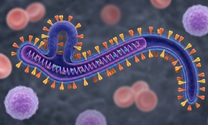 Ebola - tình trạng khẩn cấp mà WHO vừa công bố có lây qua quan hệ tình dục không?