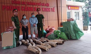Từ 5 chiếc đầu chim Hồng Hoàng, công an khám phá đường dây buôn ngà voi cực lớn