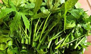 Cây rau mì chính ăn như thế nào?