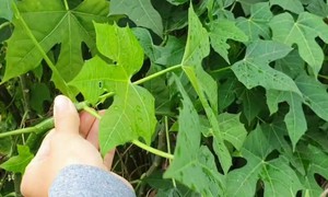 Cây rau mì chính bắt nguồn từ đâu?