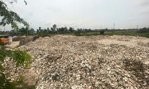 Đổ hơn 300 tấn vỏ hàu ra môi trường, chủ cơ sở bị khởi tố