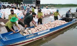 Hơn 100 tấn cá chết trên hồ Trị An