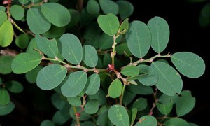 4 bài thuốc chữa bệnh từ lá cây phèn đen