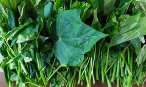 Cây rau mì chính có tác dụng gì?